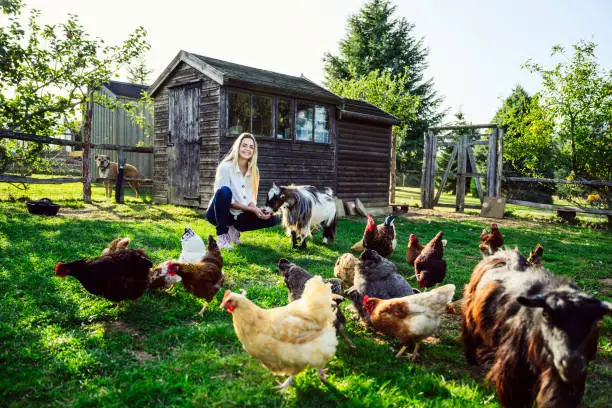 a free-range chicken farm with birds foraging in an open field.