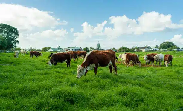 cattle grazing on a pasture with a deforested area in the background, highlighting the link between animal farming and land use changes.