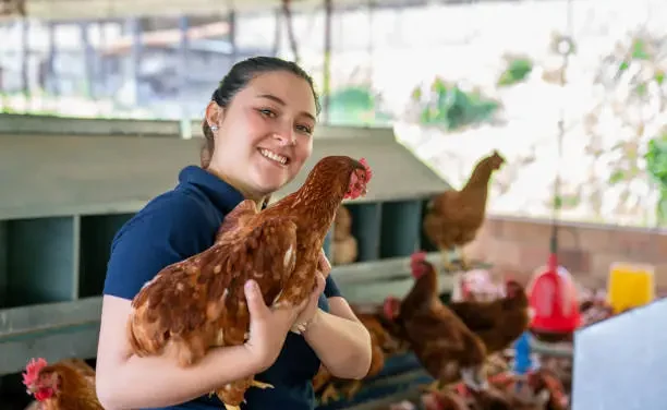 Poultry farming for beginners | How to start