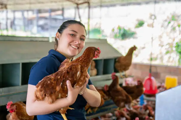 Poultry farming for beginners | How to start