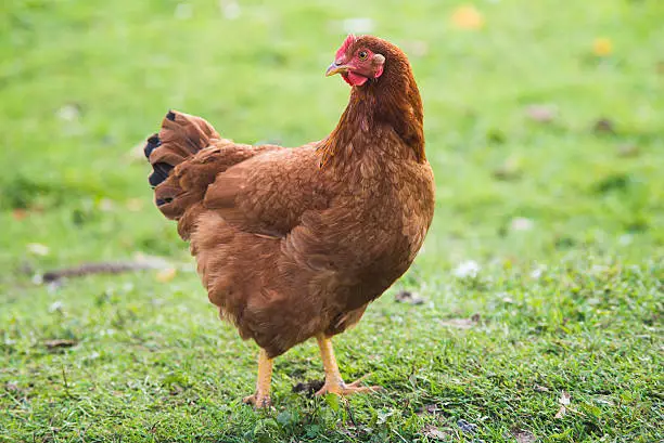 A Rhode Island Red hen foraging in a grassy backyard - Layers Chicken