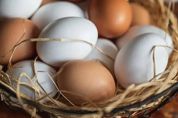 A basket of freshly collected eggs in various colors - Layers Chicken