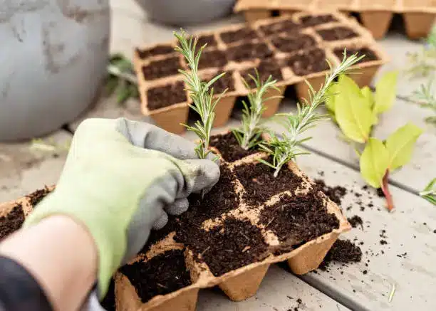 A beginner gardener planting herbs in small pots on a sunny windowsill - Urban Gardening