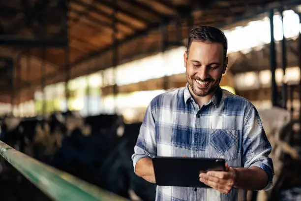 A farmer analyzing data on a laptop, with cows in the background - Modern Dairy Farming