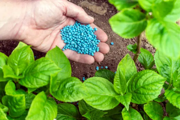 A farmer applying fertilizers to a field - Agriculture Fertilizer