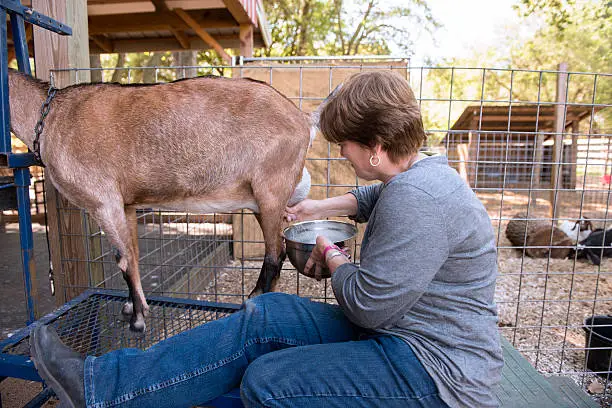 A farmer milking goats in a clean, modern farm setting - Goat Farming Business Plan