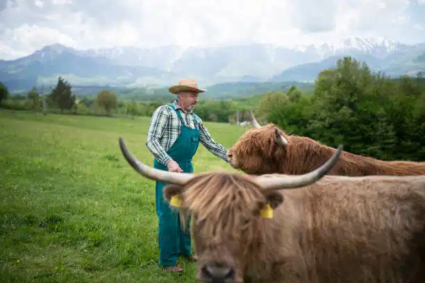 A farmer tending to a herd of highland cattle in a pasture, emphasizing their role in sustainable farming.