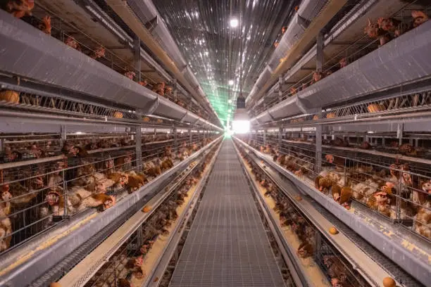 A futuristic image of a precision feeding system in a broiler chicken farm.