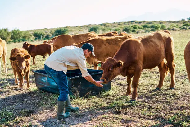 A herd of cattle grazing in a rotational grazing system -  Cattle Feed