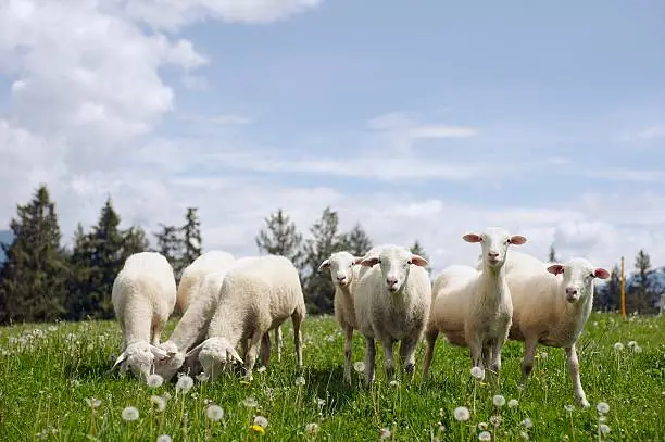 A herd of goats grazing on lush green pasture - goat farming business plan