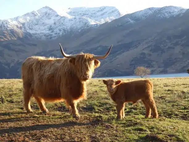 A herd of highland cattle grazing in the Scottish Highlands, showcasing their shaggy coats and sweeping horns.