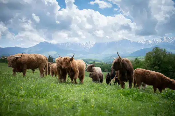 A highland cow grazing in a scenic landscape, symbolizing their multifaceted role in agriculture and conservation - Highland Cattle