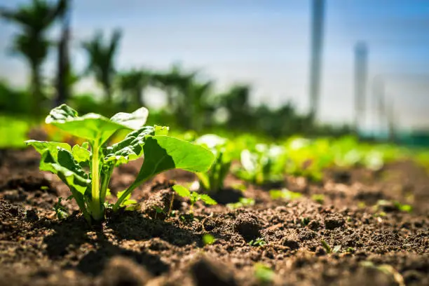 A lush, green field with healthy crops, showcasing the impact of fertilizers - Agriculture Fertilizer