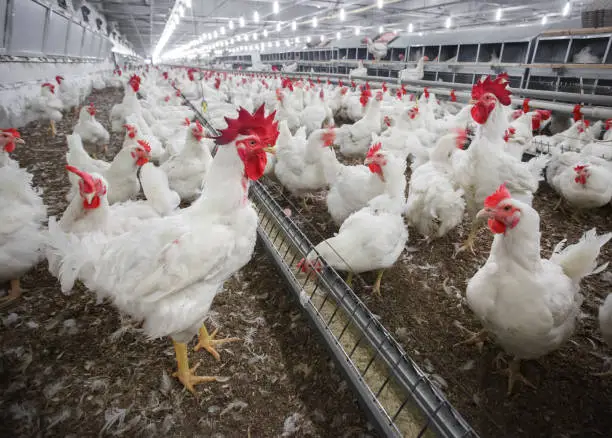 A modern broiler chicken farm with automated ventilation and lighting systems.