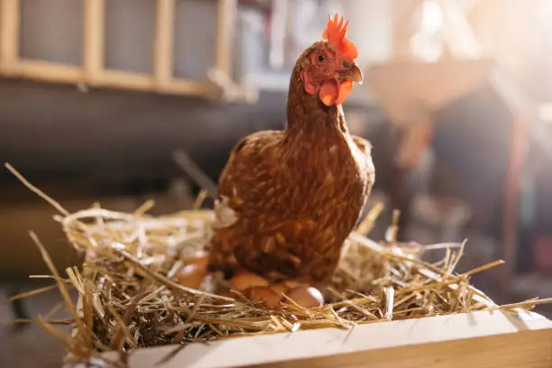 A spacious chicken coop with nesting boxes and roosting bars - Layers Chicken