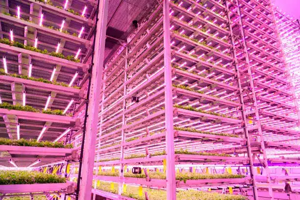 A vertical farm with stacked layers of crops growing under LED lights - Agricultural Engineering