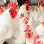 Best Broiler Chicken Breeds & Feed