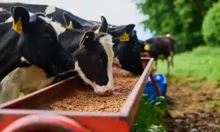 Cattle Feed | The Best Feed For Cattle