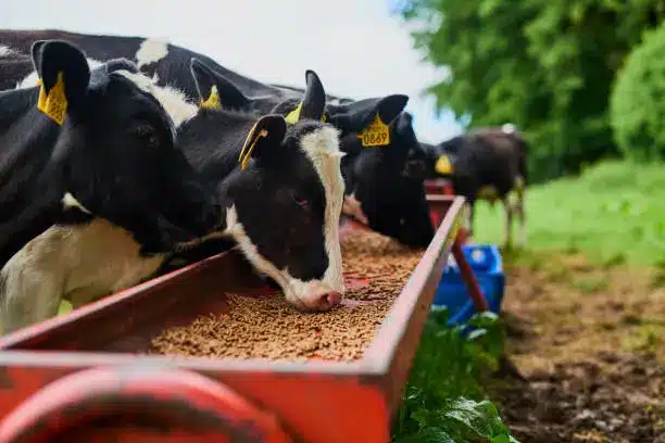 Cattle Feed | The Best Feed For Cattle