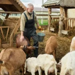 Goat Farming Business Plan, Cost and Profit