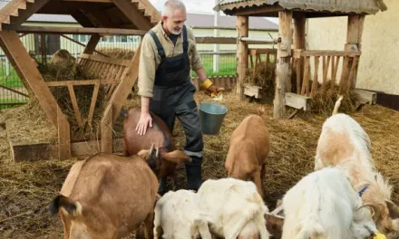 Goat Farming Business Plan, Cost and Profit