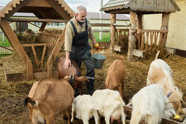 Goat Farming Business Plan, Cost and Profit