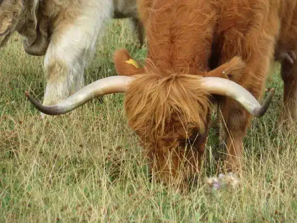 Highland cattle grazing in a nature reserve, showcasing their contribution to habitat management.