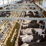 All About Modern Dairy Farming