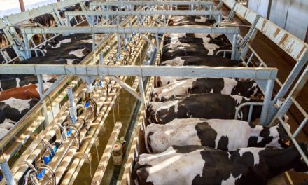 All About Modern Dairy Farming