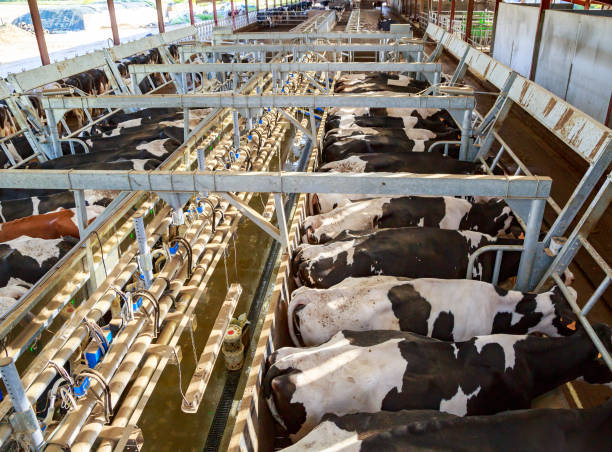 All About Modern Dairy Farming