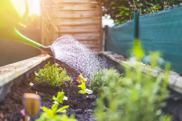 Urban gardening | Meaning, Benefits & Ideas