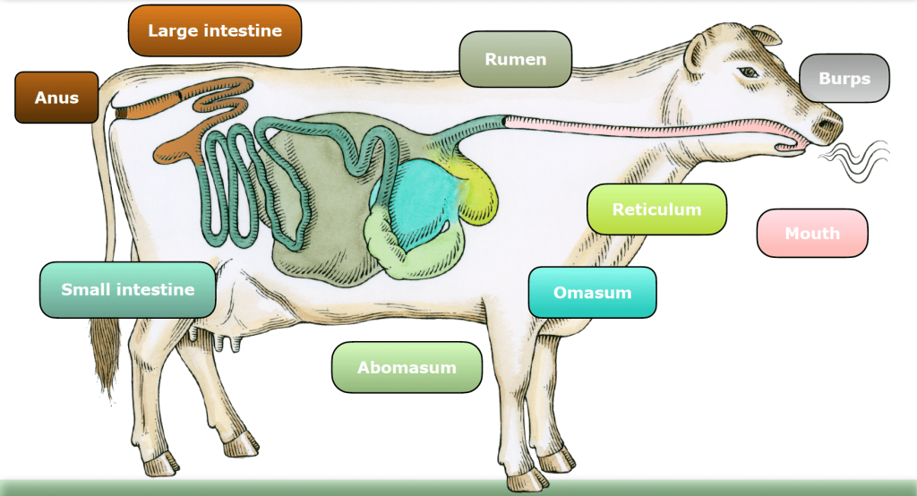 a cow’s digestive system - Cattle Feed