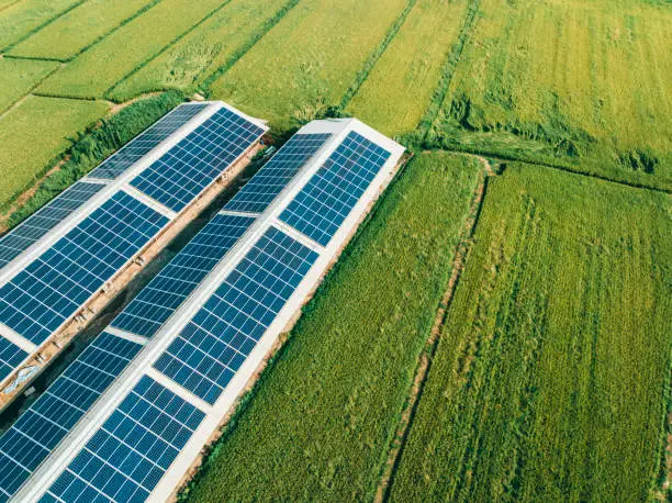 a dairy farm with solar panels - Modern Dairy Farming