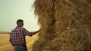 a farmer inspecting hay bales - Cattle Feed