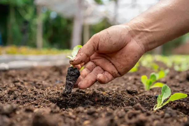 a gardener’s hands planting seeds in a raised bed filled with rich, dark soil - Urban Gardening