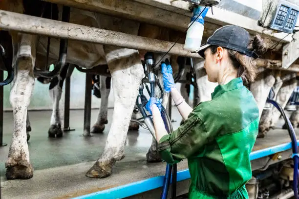 cows being milked by robotic milking systems in a modern dairy farm.