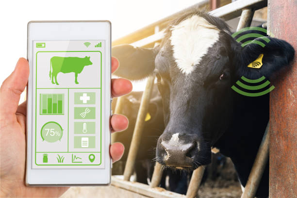 cows wearing wearable devices, with a farmer monitoring data on a phone - Modern Dairy Farming