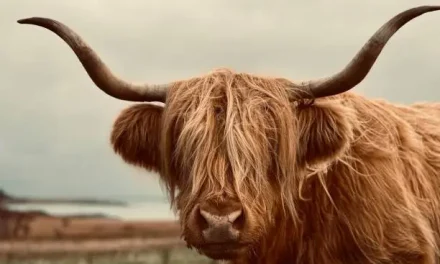 Discover All About Highland Cattle