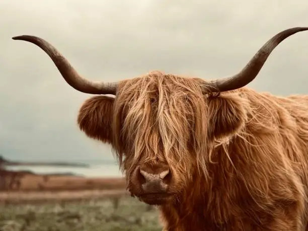 Discover All About Highland Cattle