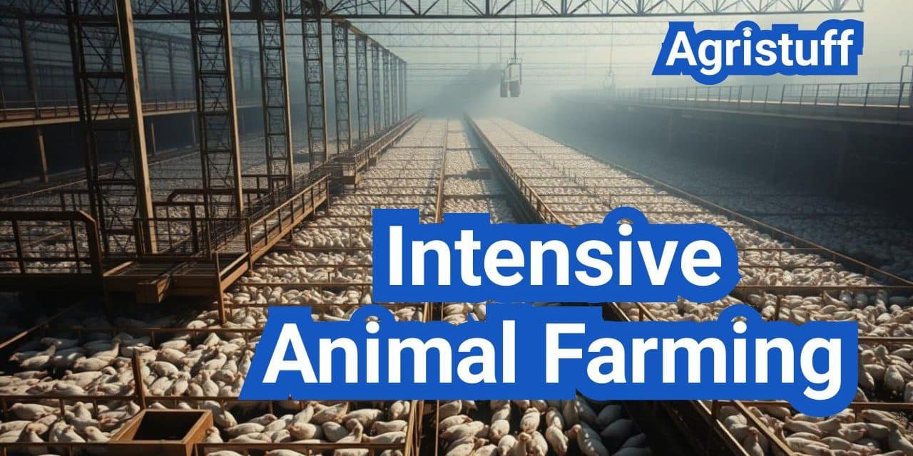 Intensive Animal Farming: Everything You Need to Know