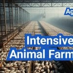 Intensive Animal Farming: Everything You Need to Know