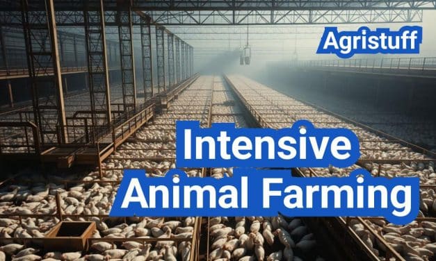 Intensive Animal Farming: Everything You Need to Know
