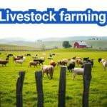 Livestock farming | Definition, Methods, Breeds, & Facts