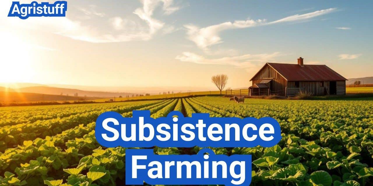 Subsistence Farming: Everything You Need to Know