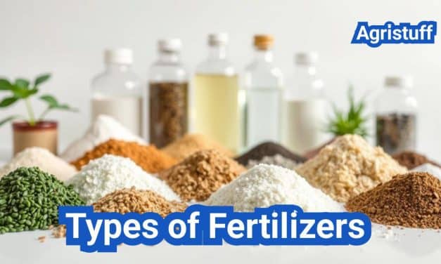 Types of Fertilizers: Everything You Need To Know