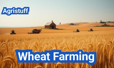 Wheat Farming: Everything You Need to Know
