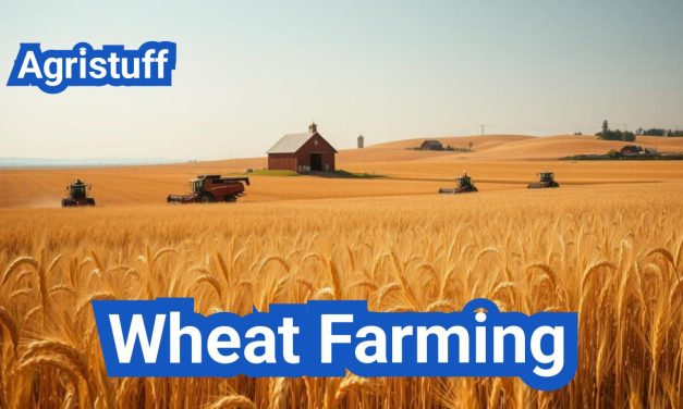 Wheat Farming: Everything You Need to Know
