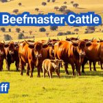 Beefmaster Cattle: Everything You Need to Know
