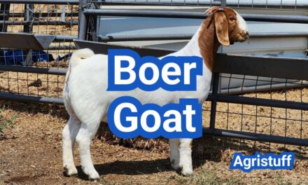 What Is a Boer Goat? Origin, Characteristics And Meat Use