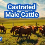 Castrated Male Cattle: Everything You Need to Know
